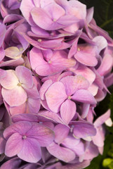 Hydrangea flower in the garden of Guatemala