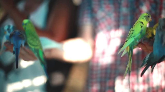 Happy man feeding parrots. Funny attraction for tourists. 1920x1080