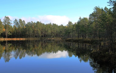 Fototapeta na wymiar Forest Near a Small Lake