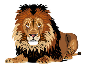 Obraz premium Portret leżącego lwa