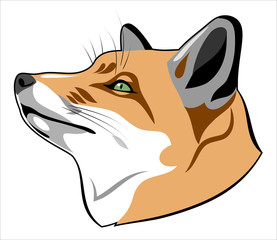 Portrait of a fox