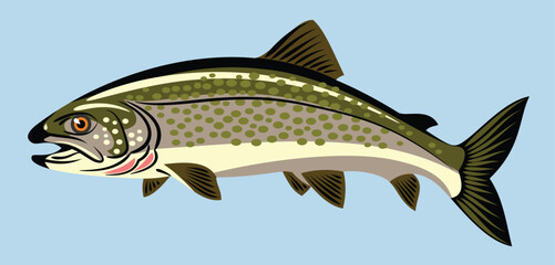 Obraz premium Images of trout fish
