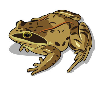 Images of a frog