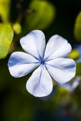 Cape leadwort ,White plumbago. (Plumbago auriculata Lam). Light blue flowers