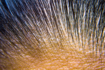 The roots of the hair, black, young and old.