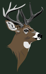 Portrait of a forest deer