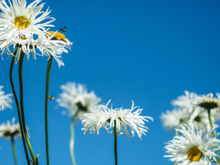 Daisies on a wild field, blue, clear sky on a sunny, hot day