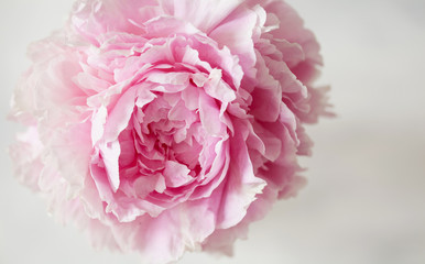 Close up of fresh pink peony rose flower