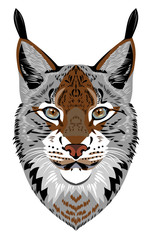 Portrait of a forest lynx