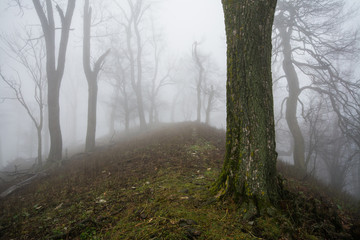 Deep dark forest in fog, Little Carpathian, Slovakia, Europe