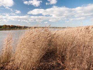 golden flowing stunning reeds landscape country open plain