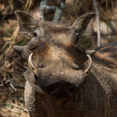 Warthog boar facial portrait