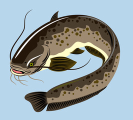 Image of a catfish