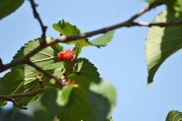 ripe red mulberry
