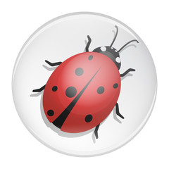 ladybug on a white background. Design vector