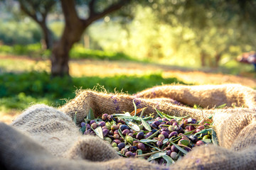 Harvested fresh olives in sacks in a field in Crete, Greece for olive oil production