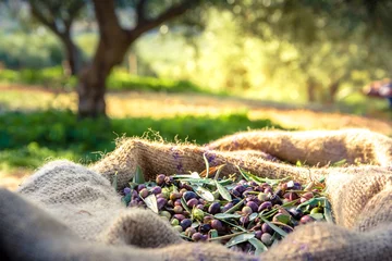 Fotobehang Geoogste verse olijven in zakken in een veld op Kreta, Griekenland voor de productie van olijfolie © gatsi