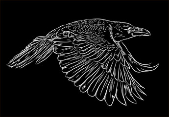 Portrait of a raven flying in the style of engravings (doodle)