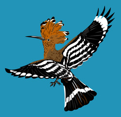 Picture of the bird hoopoe © Marina Andrienko