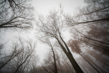 Bottom up view on trees in fog weather in deep forest, Little Carpathian, Slovakia, Europe