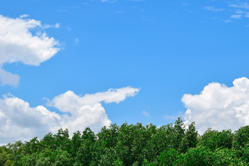 Obraz premium Tree view with blue sky