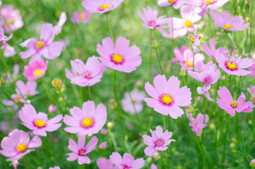 Pink and white cosmos flowers garden.