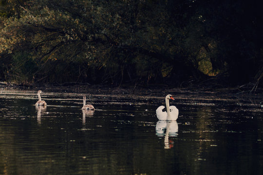 swons on the river