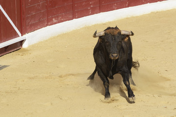 Toro bravo español en la arena de una plaza de toros