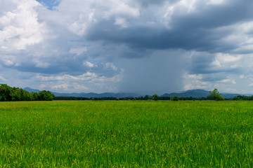 Fototapeta premium Thai agriculture