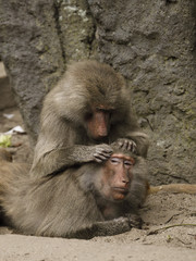 Pawian małpy czyszczące futro