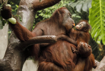 Orangutan matka z dzieckiem jedząca warzywa.