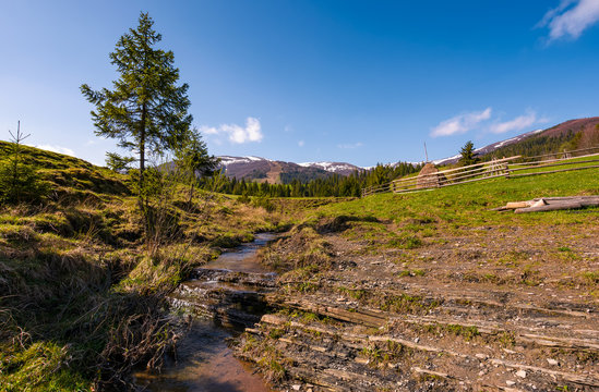 Carpathian alpine countryside in springtime. Spruce tree near the calm stream. forest at the foot of the mountain with snowy tops in the distance