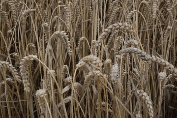 Fototapeta premium Weizen auf dem Feld 
