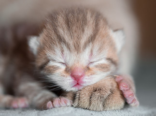 newborn kitten baby sleeping on mother cat's paw