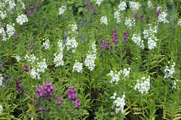 Forget me nots (Myosotis scorpioides) flowers