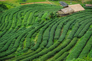 beautiful tea plant on hill at Doi ang kang National Park or cha 2000 ,tourist attraction at Chiang mai province in thailand