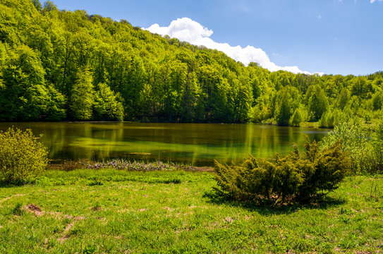 shore of a pond among the forest in springtime. lovely nature scenery in mountains