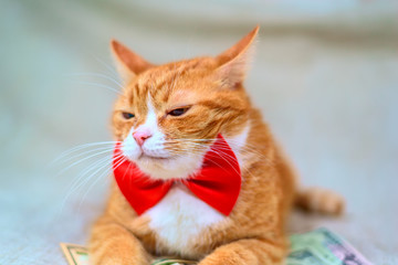 portrait of a red cat among banknotes 