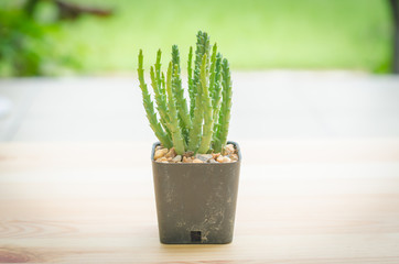 Cactus on wooden table