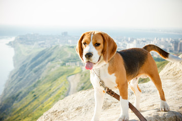  dog beagle in the mountains
