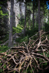 close up on destroyed tree in the forest, Adrspach, Czech Republic
