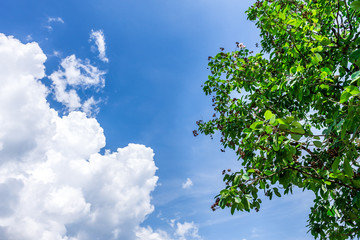 Obraz premium Background of nature