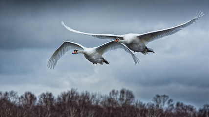 Swans on trip
