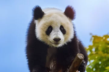 Schapenvacht deken met patroon Panda Reuzenpanda bij de boom