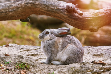 Rabbit under Bough