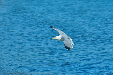 European Herring Gull