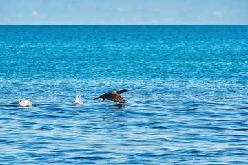 Fototapeta premium Double-crested Cormorant (phalacrocorax Auritus)