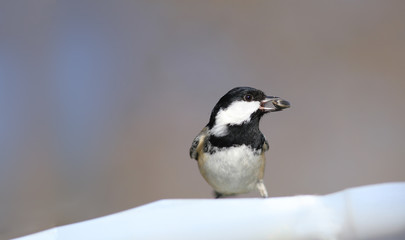 A little bird with a big sunflower seeds is in the trough turning his head to the side