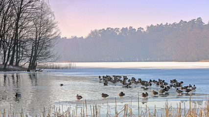zima w rezerwacie Las Warmiński © Janusz Lipiński