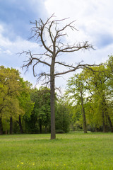 Park in Potsdam, Germany